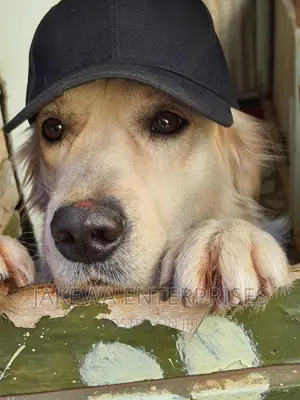 1+ year Male Purebred Golden Retriever