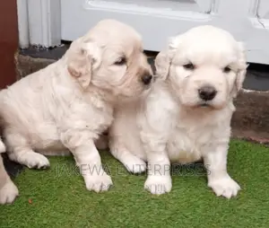 1-3 months Male Purebred Golden Retriever