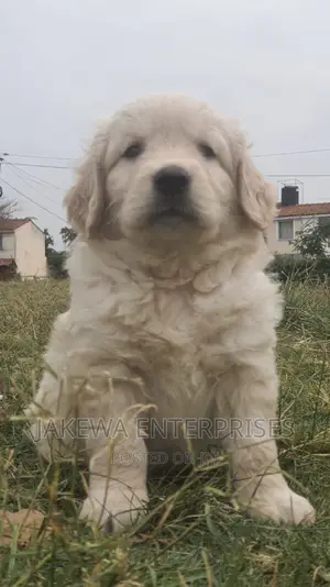 1-3 months Female Purebred Golden Retriever