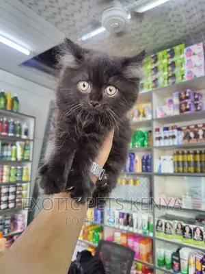 1-3 months Male Purebred Persian
