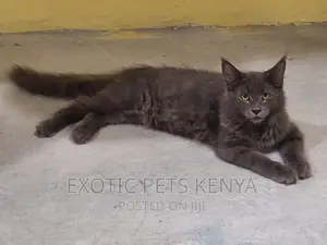 3-6 months Male Purebred Maine Coon