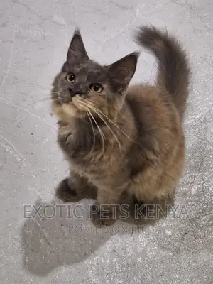 3-6 months Female Purebred Maine Coon