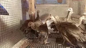 Peachics (Peacock Chics)
