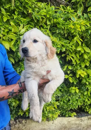 1-3 months Female Purebred Golden Retriever