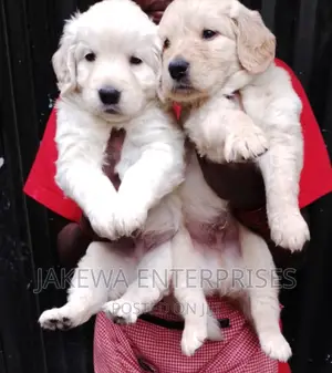1-3 months Male Purebred Golden Retriever