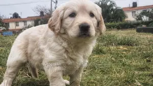 1-3 months Male Purebred Golden Retriever