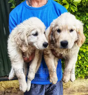 1-3 months Male Purebred Golden Retriever