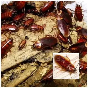 Giant Cockroaches Extermination