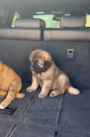 1-3 months Female Purebred Caucasian Shepherd