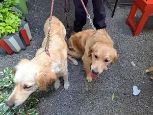 1-3 months Female Purebred Golden Retriever
