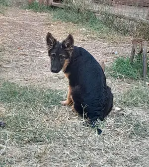 1-3 months Female Purebred German Shepherd