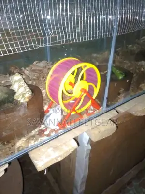 Female Winter White Dwarf Hamster, Russian Dwarf Hamster