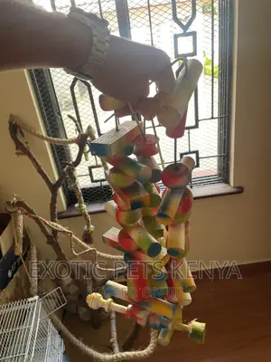 Parrot Toys