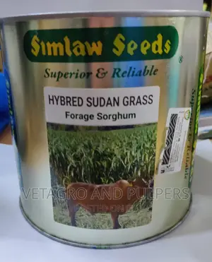 Hybrid Sudan Grass Forage Sorghurm Seeds