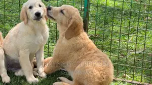 1-3 months Male Purebred Golden Retriever