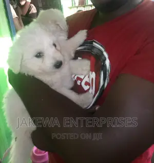 1-3 months Male Purebred Maltese