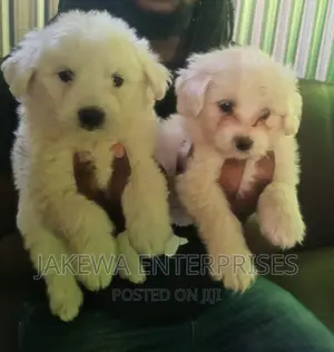 1-3 months Male Purebred Maltese