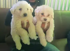1-3 months Female Purebred Maltese