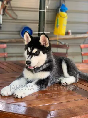 1-3 months Female Purebred Siberian Husky