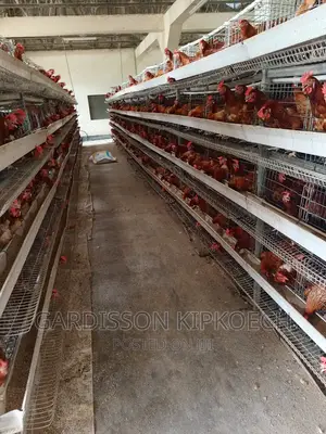 Chicken Cages(H Type Cages)