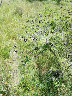 Four (4) Acres at Thaitha Machakos
