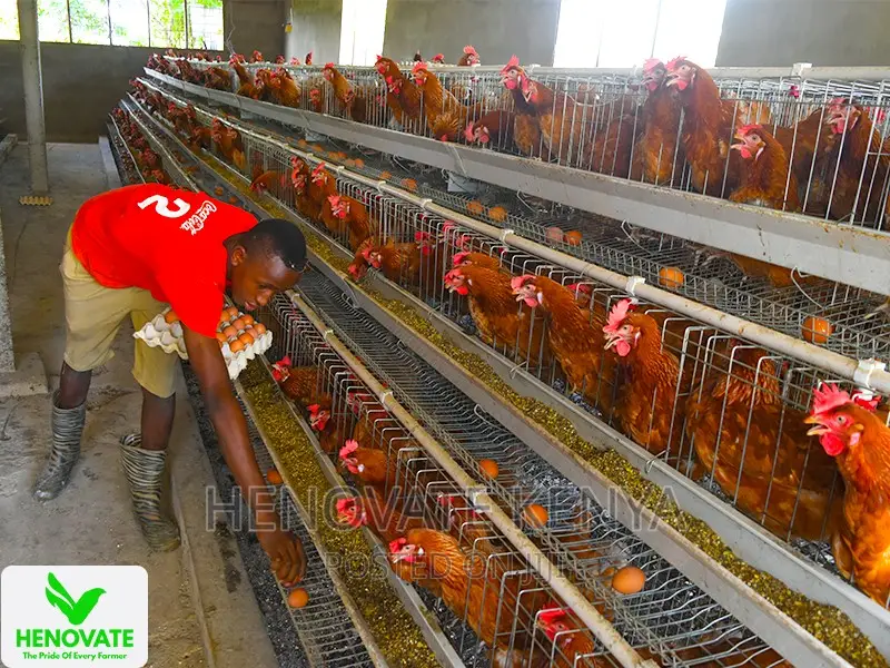3floor Chicken Layer Cage Available