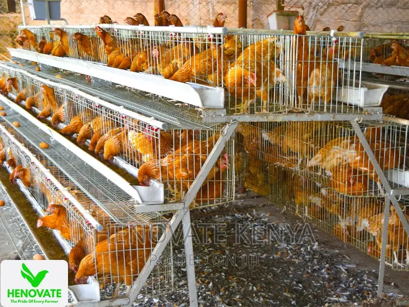 3floor Chicken Layer Cage Available