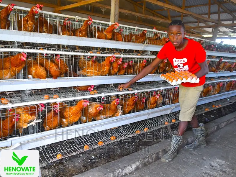 3floor Chicken Layer Cage Available