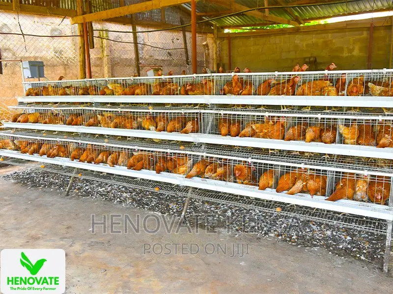 3floor Chicken Layer Cage Available