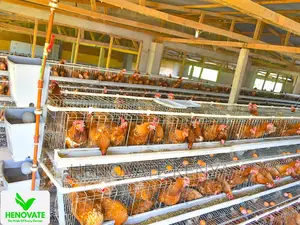 In Kenya 3floor Chicken Layer(Saves Space)
