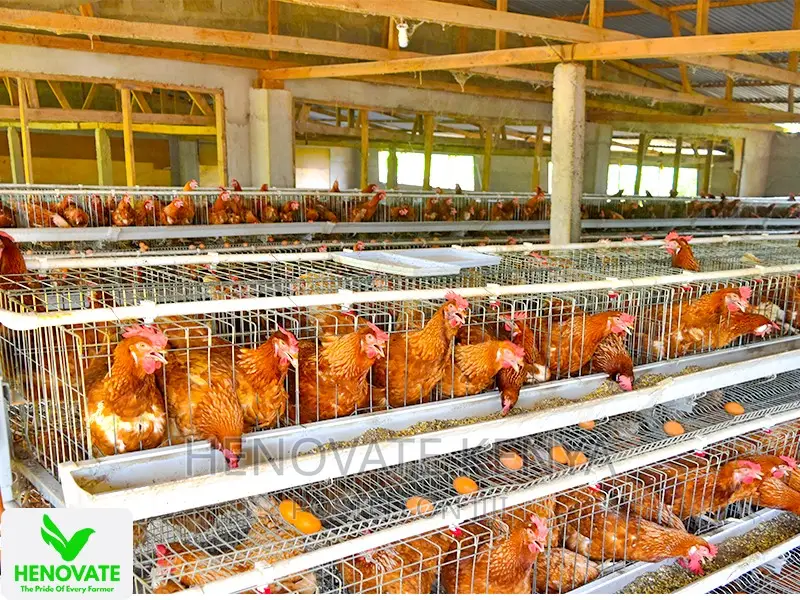 In Kenya 3floor Chicken Layer(Saves Space)