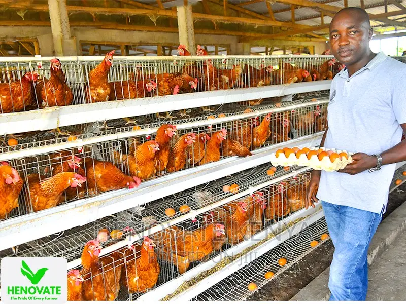 In Kenya 3floor Chicken Layer(Saves Space)