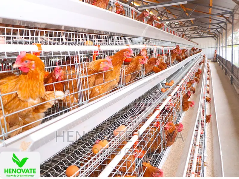 4floor Available(Chicken Layer Cage)Ruiru