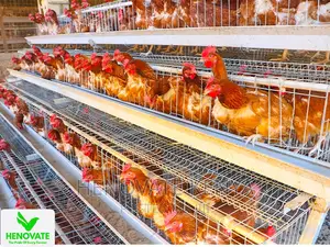 4floor Available(Chicken Layer Cage)Ruiru