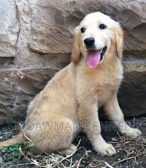 1-3 months Male Purebred Golden Retriever
