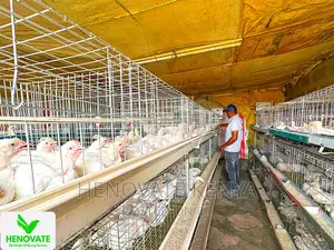 Affordable Broiler Cage(Saves Time)Available in Kiambu Ruiru
