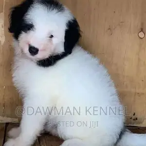1-3 months Male Purebred Havanese