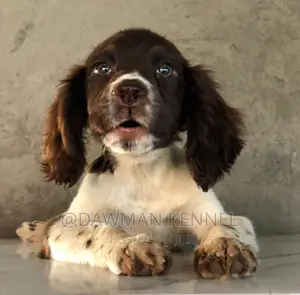 1-3 months Female Purebred English Springer Spaniel