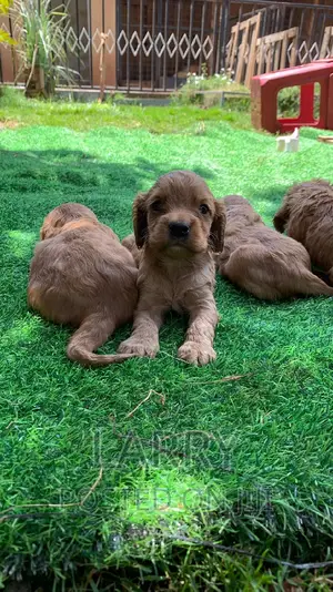 1-3 months Female Purebred Cocker Spaniel