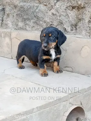 1-3 months Female Purebred Dachshund