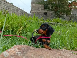 1-3 months Male Purebred Dachshund