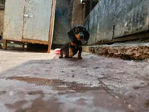 1-3 months Male Purebred Dachshund