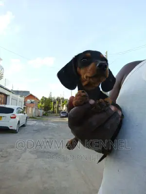 1-3 months Male Purebred Dachshund