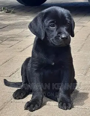 1-3 months Male Purebred Labrador Retriever