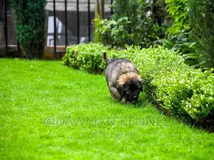 1-3 months Male Purebred Caucasian Shepherd