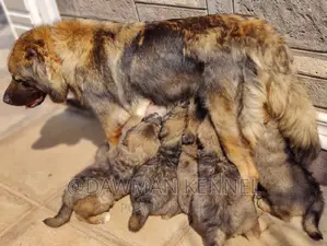 1-3 months Male Purebred Caucasian Shepherd