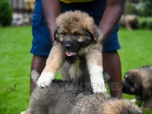 1-3 months Male Purebred Caucasian Shepherd