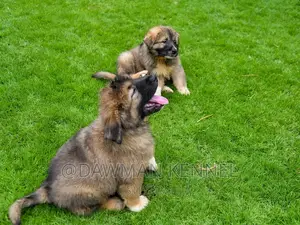 1-3 months Male Purebred Caucasian Shepherd