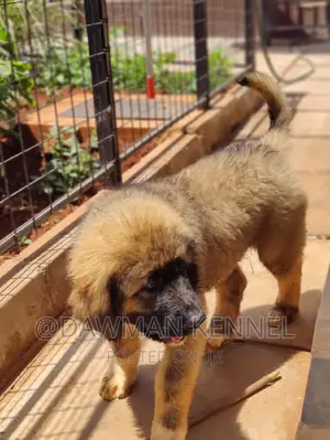 1-3 months Male Purebred Caucasian Shepherd