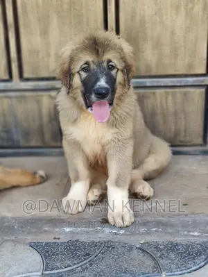 1-3 months Female Purebred Caucasian Shepherd
